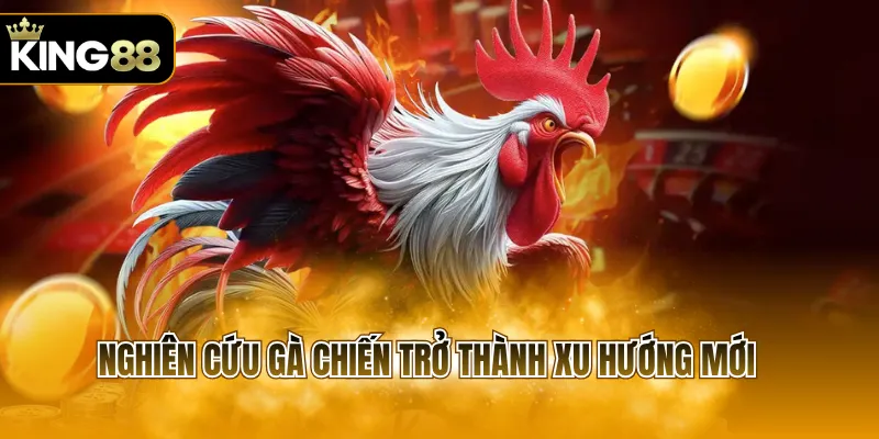 Nghiên cứu gà chiến trở thành xu hướng mới